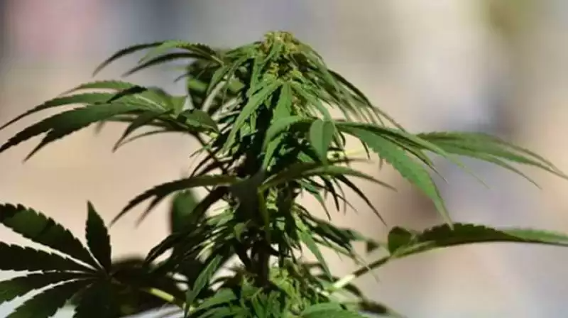 sivamoga-ganja-karnataka-crime