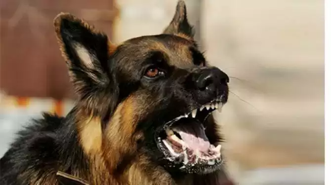 dog-byte-child-attack