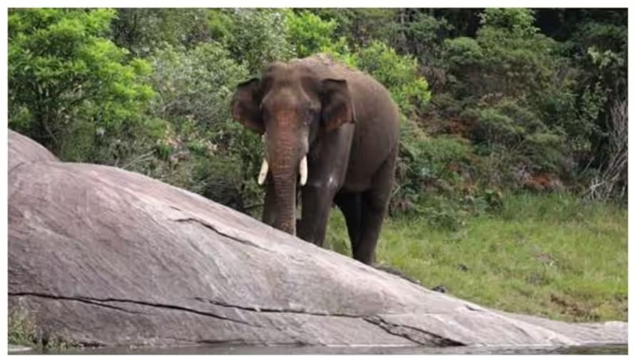 arikomban-eliphant-human