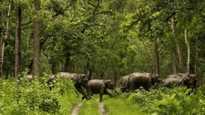 forest-festival-animals-eliphant