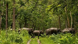 forest-festival-animals-eliphant
