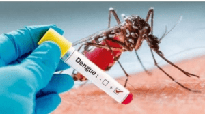 fever-mosquito-blood-sicca-edis