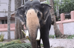 sivakumar-elephant-temple-sree-kandeswaram