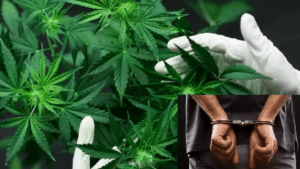 ganchavu-crime-plant-house-notorious