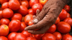 thkkaali-crore-lakhs-market