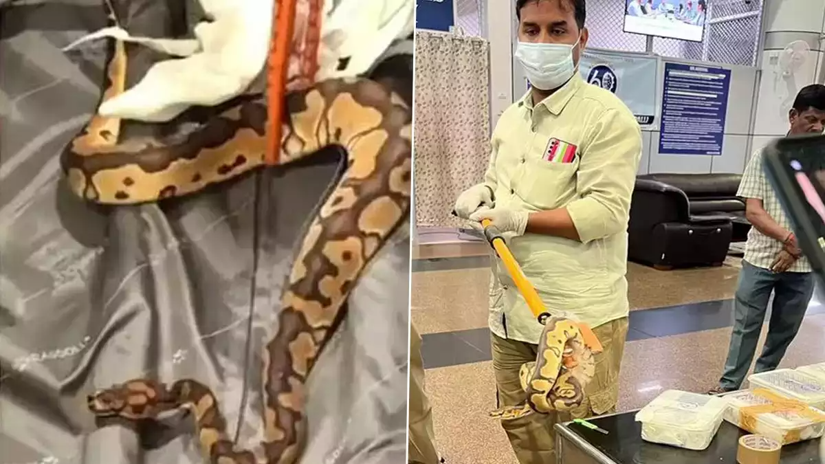 perumbaamb-snake-air-port-custody