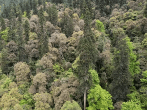 tree-the-king-of-trees