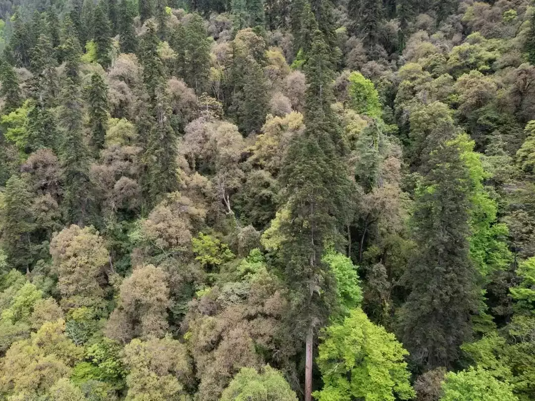 tree-the-king-of-trees