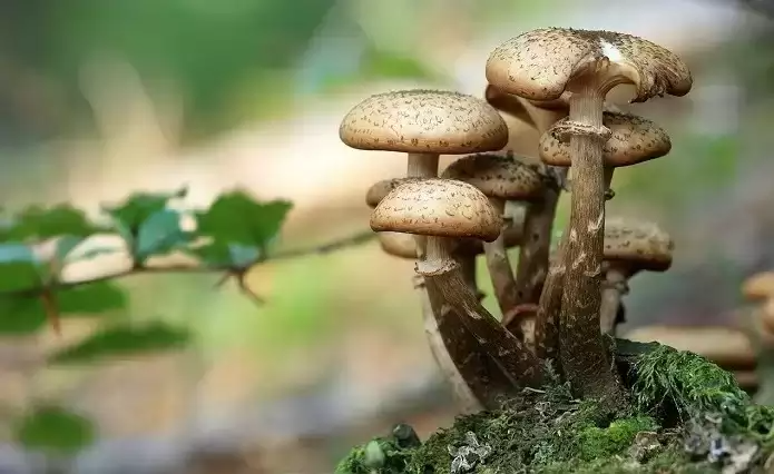 mashroom-australia-mdma