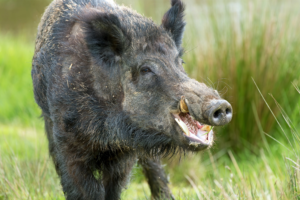 wild-boars-fight-isis-feature-1