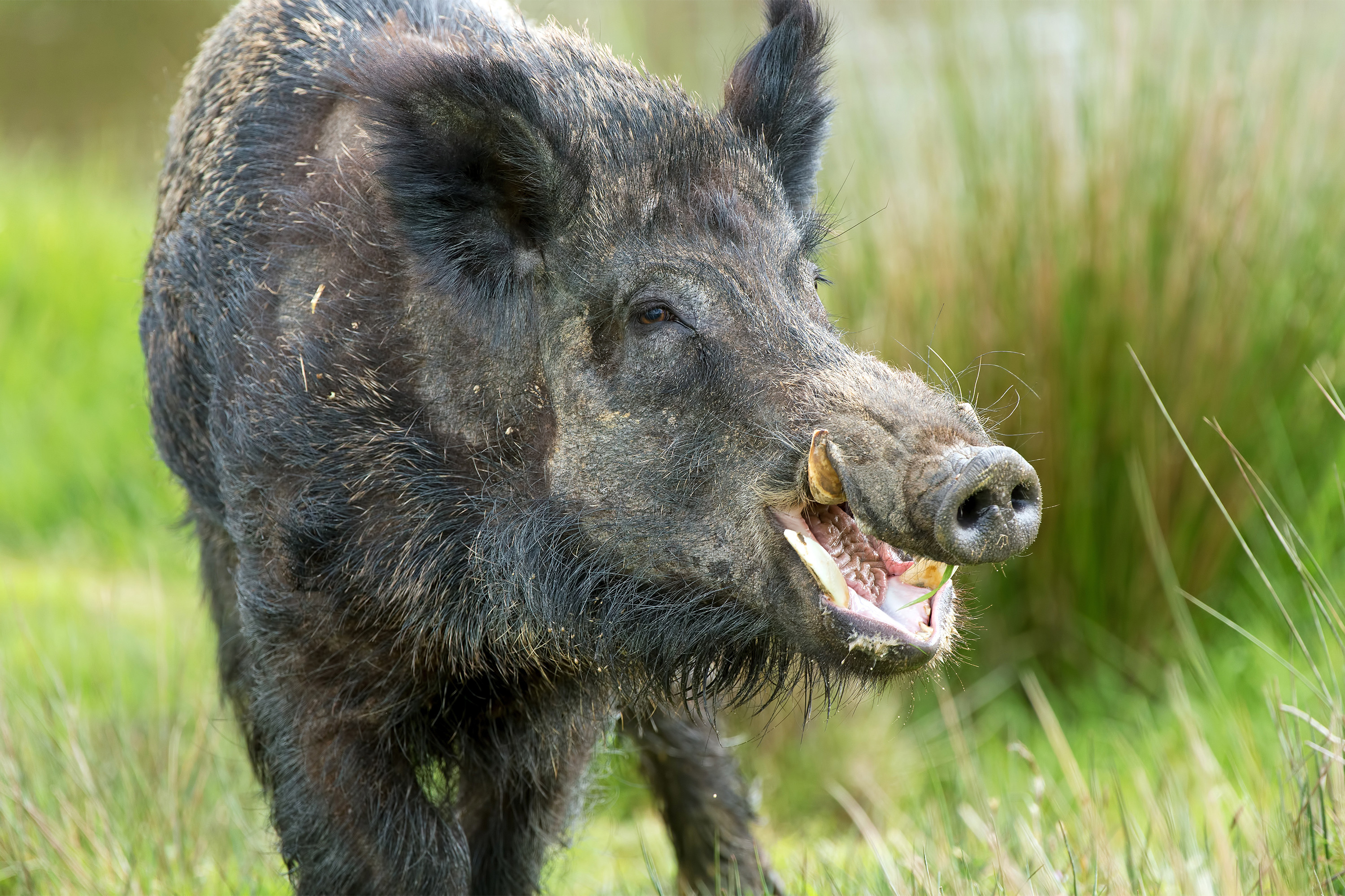 wild-boars-fight-isis-feature-1