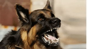 dog-black-four-year-baby-byte