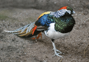 amest-bird-thrissur-zoo-escape-fesent