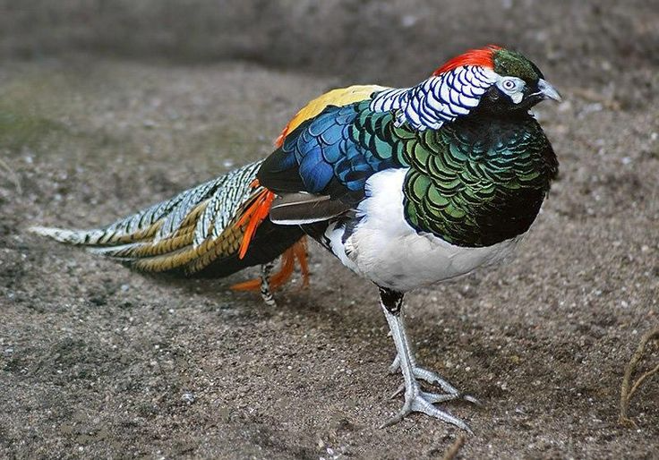 amest-bird-thrissur-zoo-escape-fesent