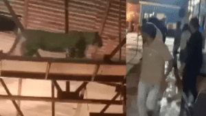 film-city-goregav-industry-tiger-attack-stars