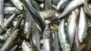 fish-derty-ice-store-fisher-men