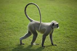 hanuman-monkey-zoo-cage-thiruppathy