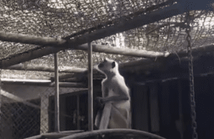 monkey-hanuman-zoo-keepers-german