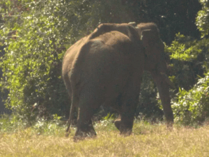 arikkomban-eliphant-thamil-nadu