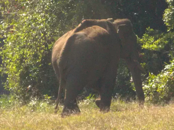 arikkomban-eliphant-thamil-nadu
