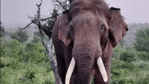 Nicknamed--pt-7-elephant