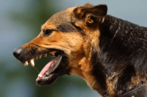 dog-byte-baby-guruvayoor