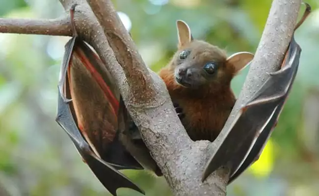 bat-nipha-virus-kozhikkodu-precuation