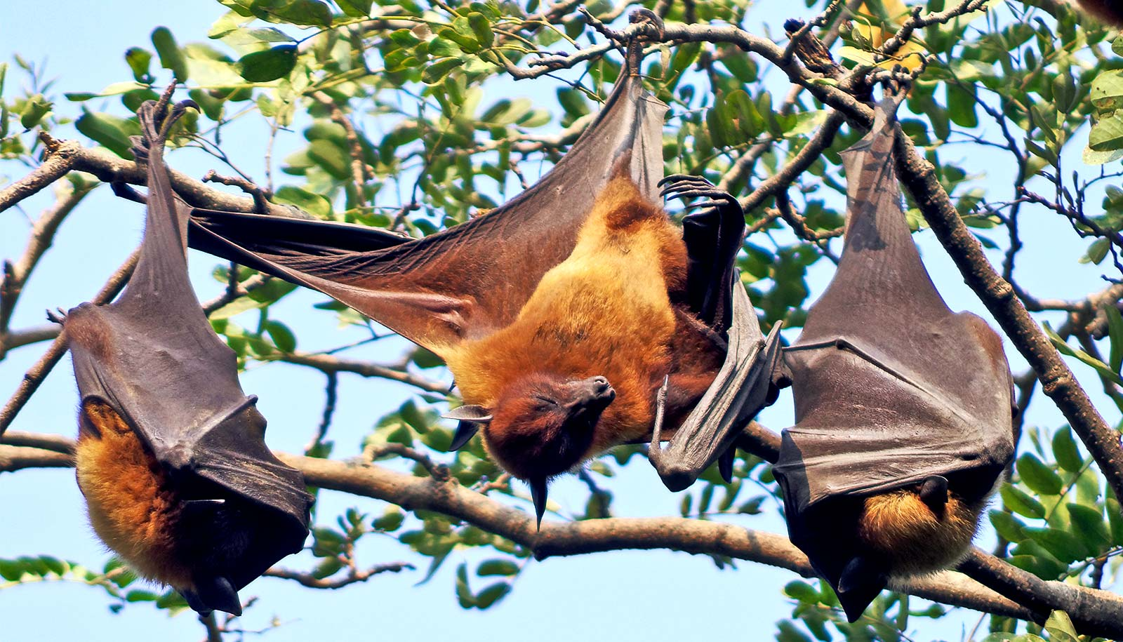 Nipah-virus-bats_health-in-kerala