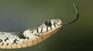 snake-poison-cobra-wiper-