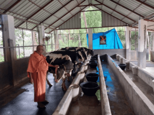 cow-farm-in-farmers